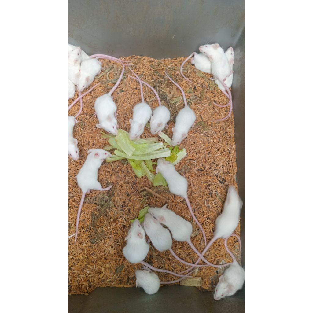 Tikus putih mencit jumper