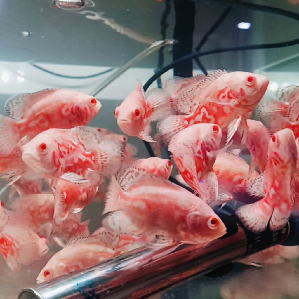 HIASAN AKUARIUM OSCAR NEMO