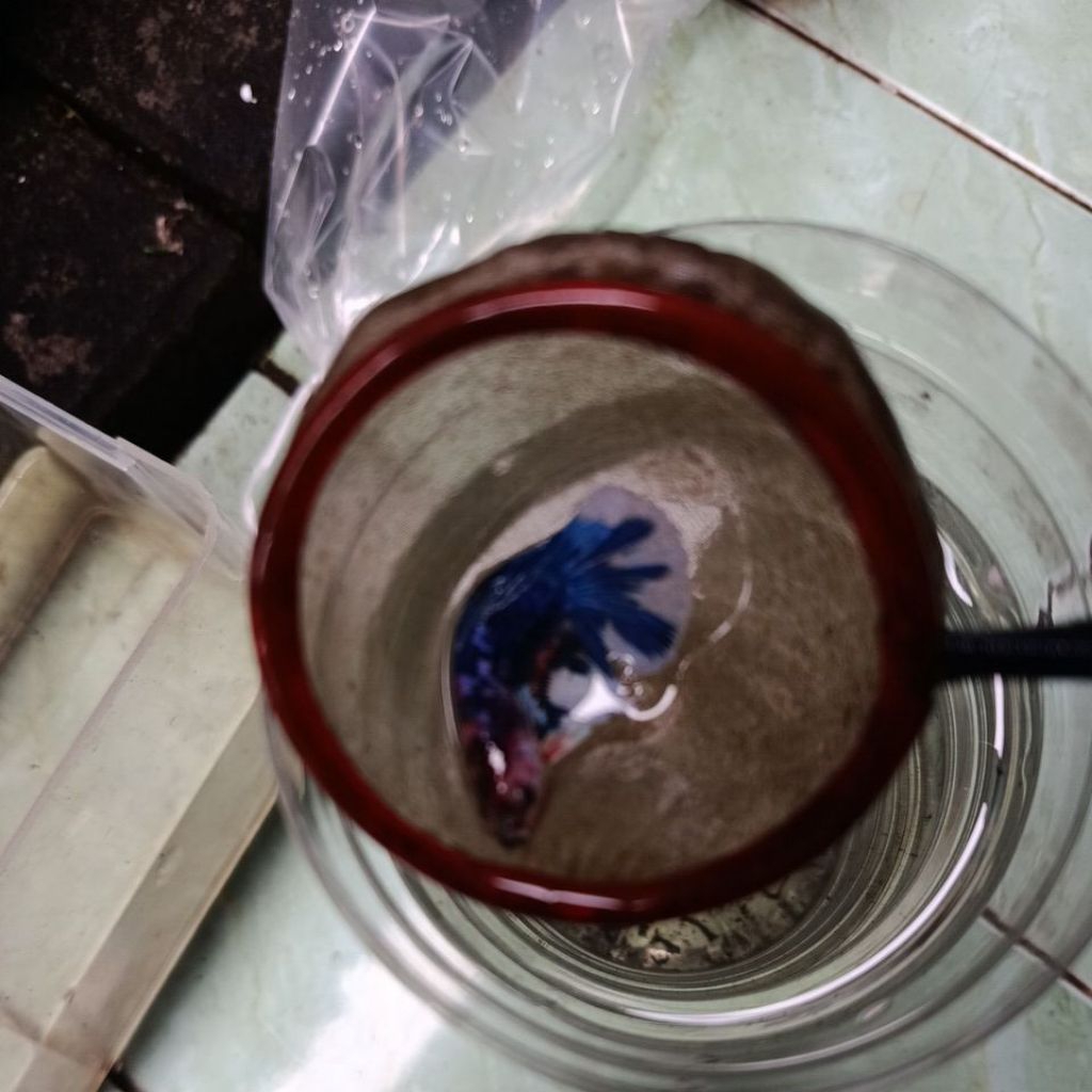 PAIR HMDE MULTICOLOR BANG WONG BOLO