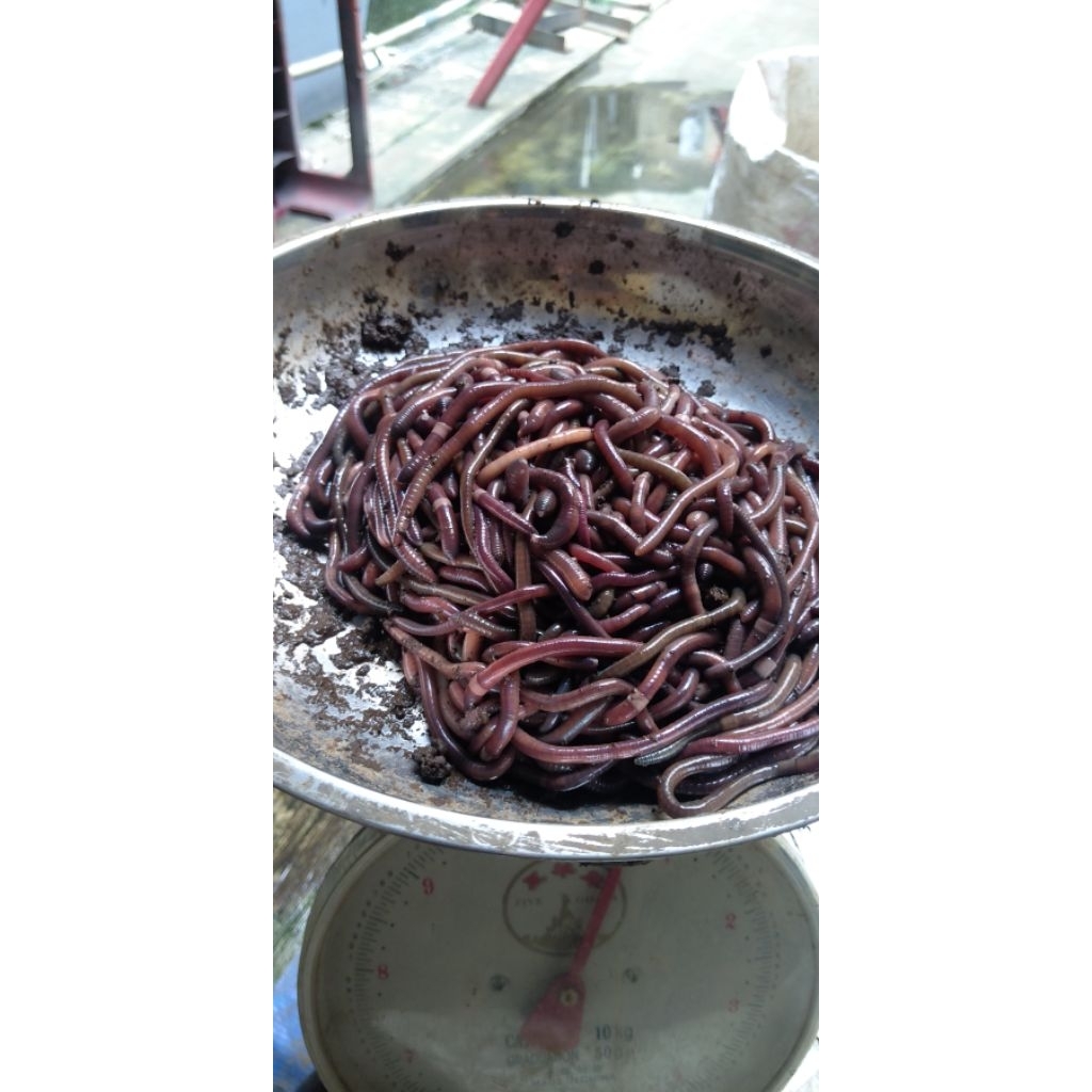 cacing kalung kebo 500 gram