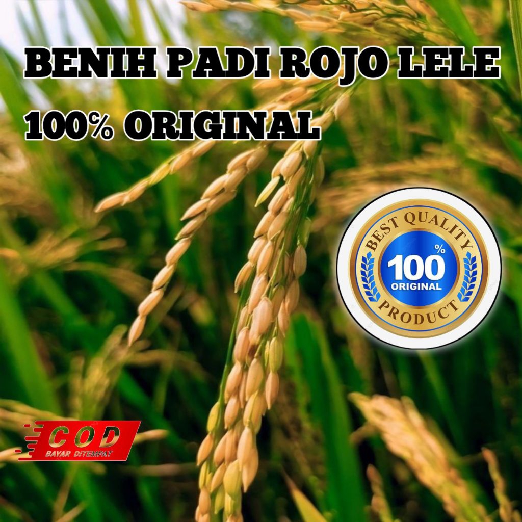 (1KG) BENIH PADI UNGGULAN ROJO LELE