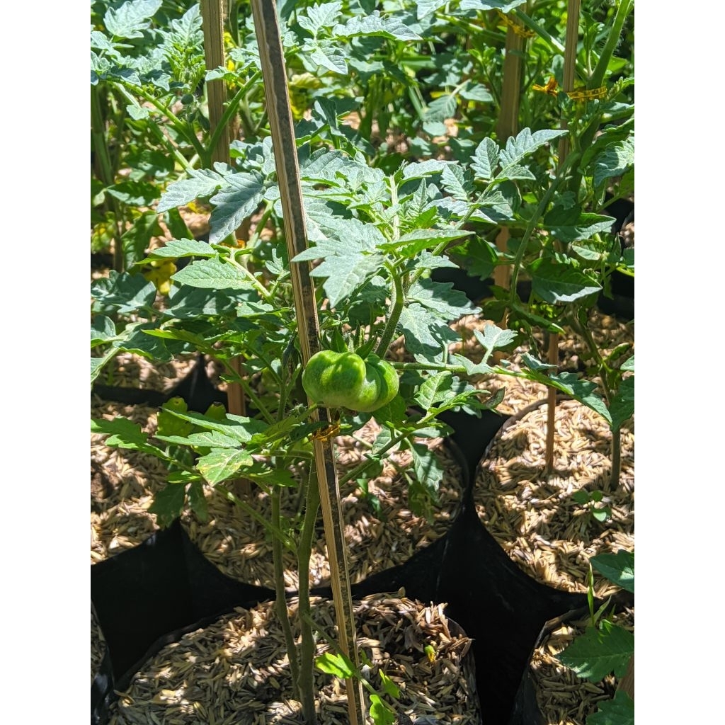 Bibit Tanaman Tomat Mawar - Bibit tanaman tomat mawar BERKUALITAS