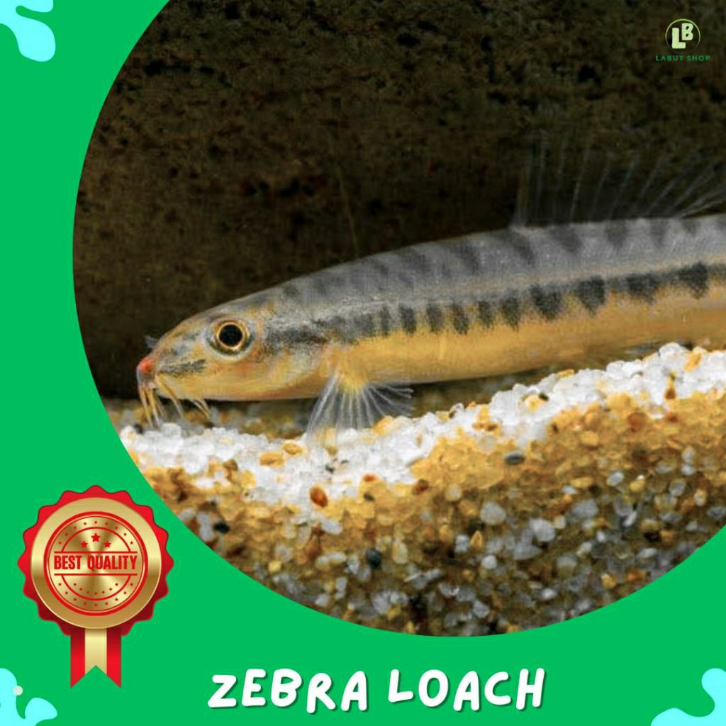Hiasan pembersih Aquarium Zebra Loach uceng pembersih aquarium