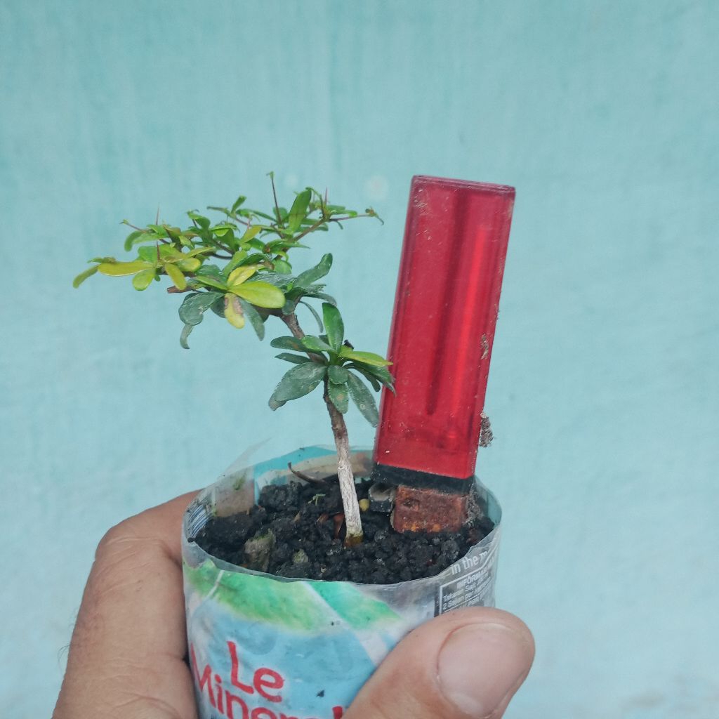 bahan bibit  bonsai bucida spinosa/black olive dari biji