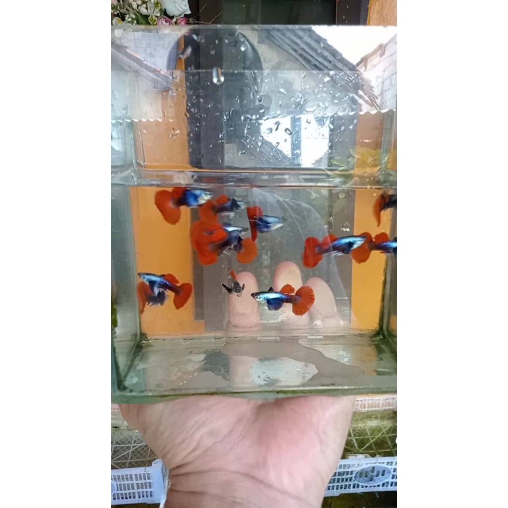 Aksesoris aquarium PRTDE HM