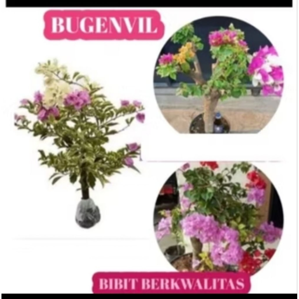 Bibit bunga kertas Bougenville 3 warna
