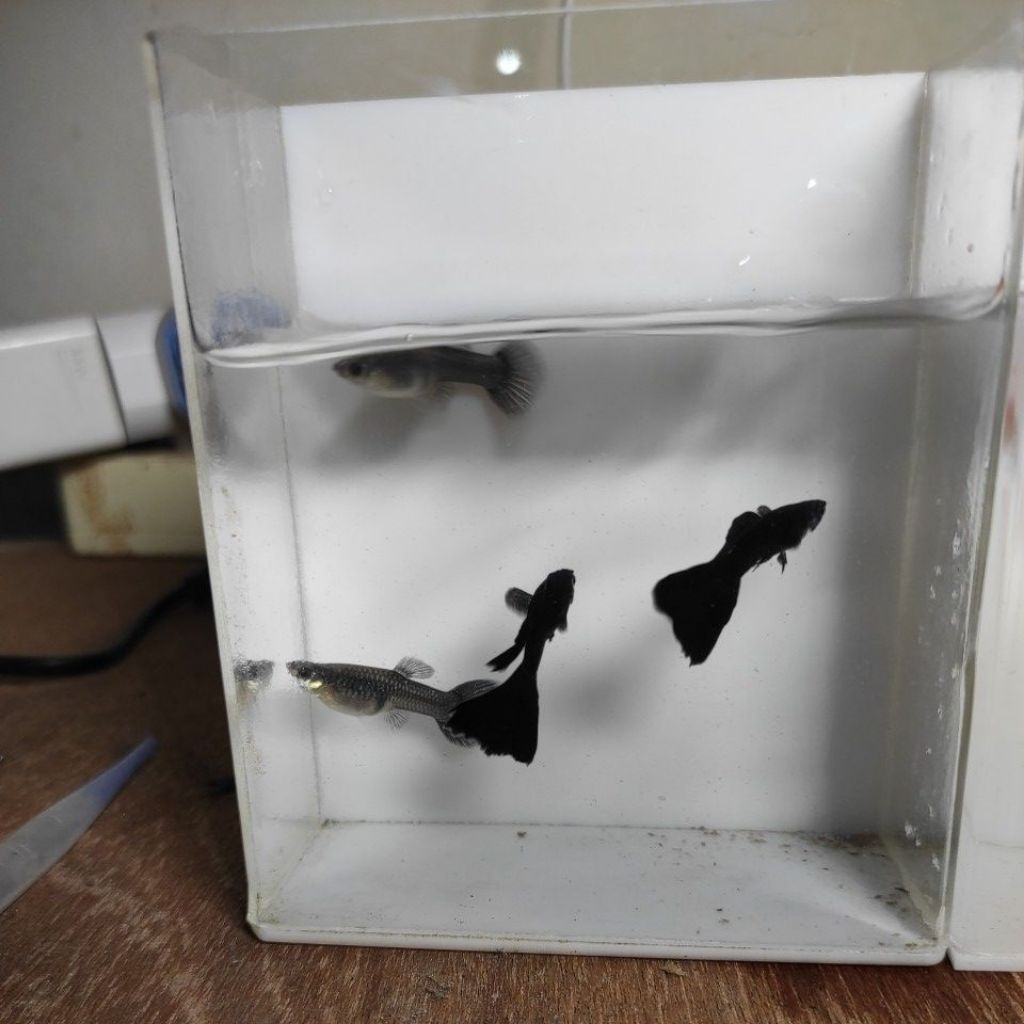 pakan Guppy black Moscow