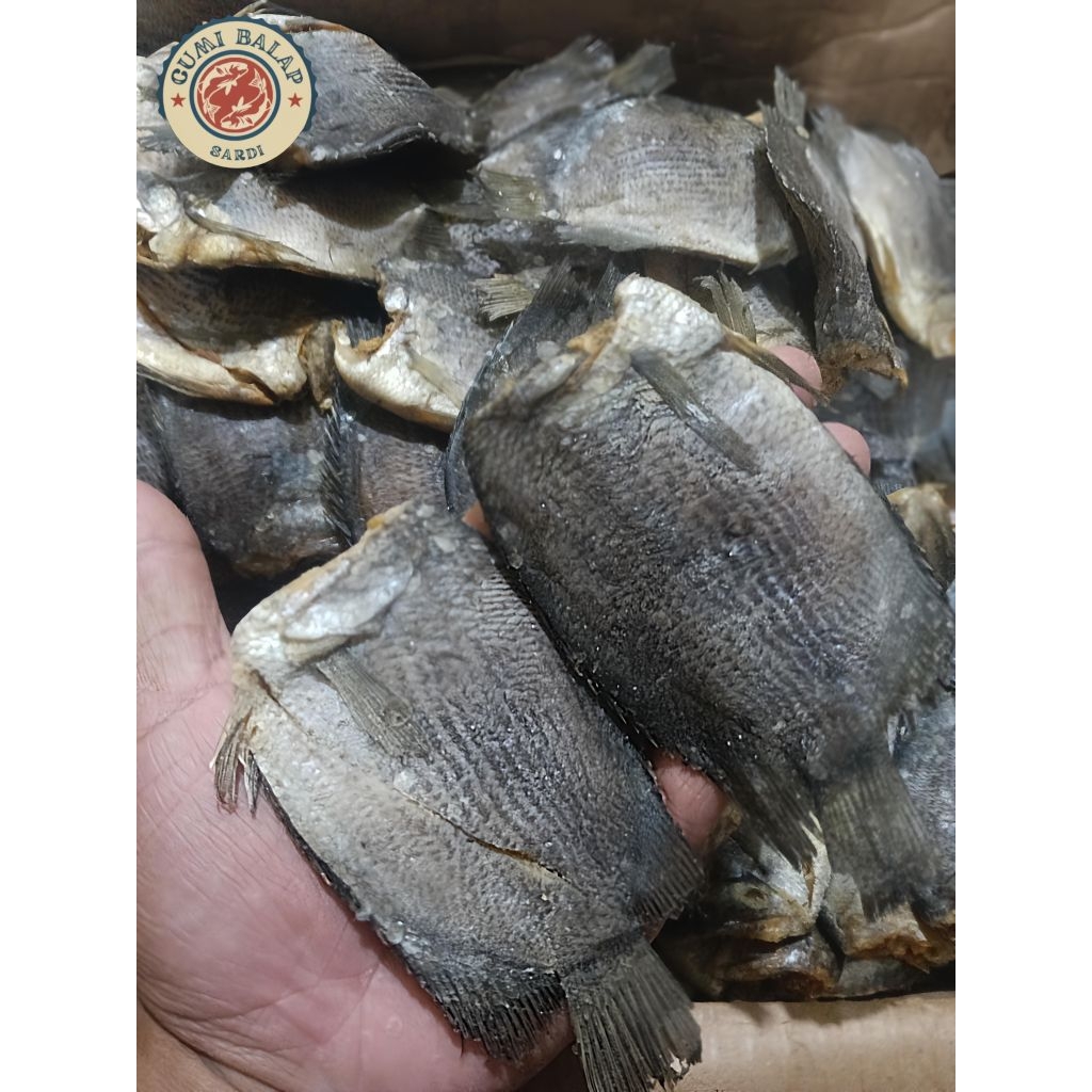 ikan tembakang/sepat tembakang