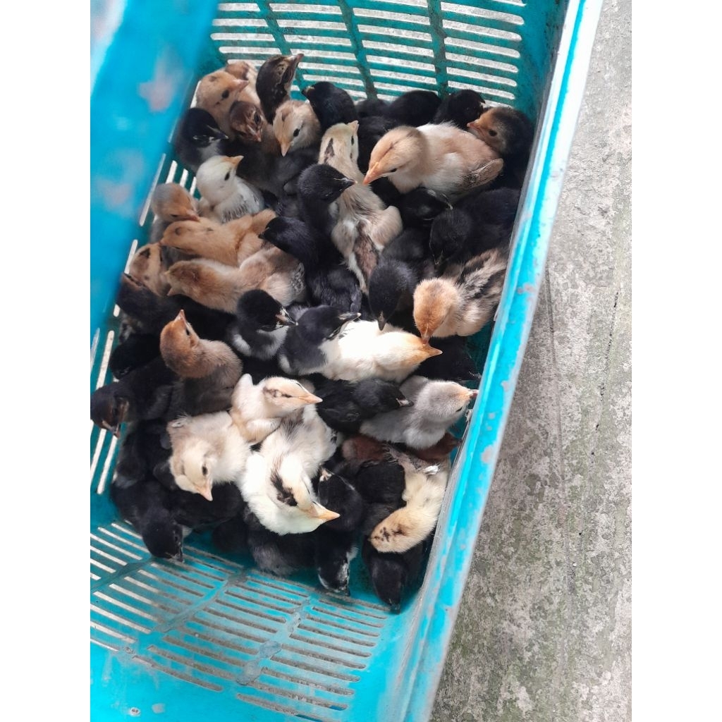 bk4n/BULU-BULU ANAK DOC AYAM KAMPUNG UNGGULAN KUB2-bk4n/BULU-BULU DOC ANAK AYAM KAMPUNG  JAWA U 0-1 