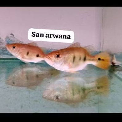 Pbass mono gm short body appel pbas