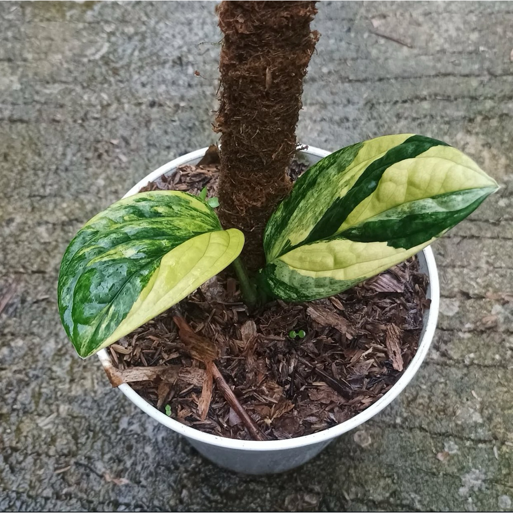 monstera karstenianum varigata