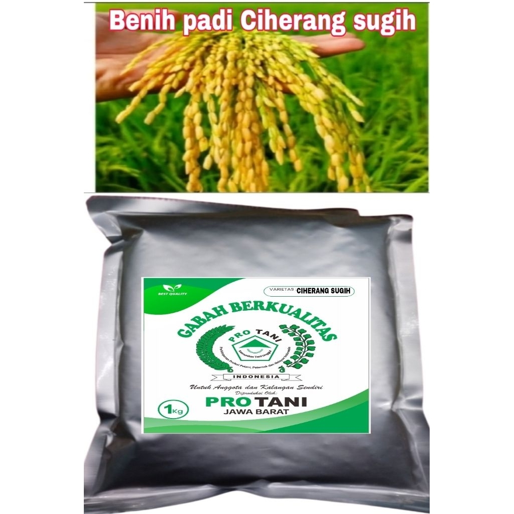 BENIH PADI 1KG CIHERANG SUGIH ORI LABEL PUTIH GABAH KWALITAS SUPER