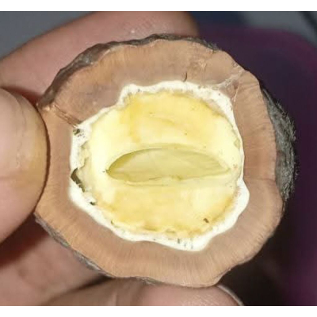 Muncang Adu Jenis Jalim Misteri Jr Batok Tebal Beli 3 Bonus 1