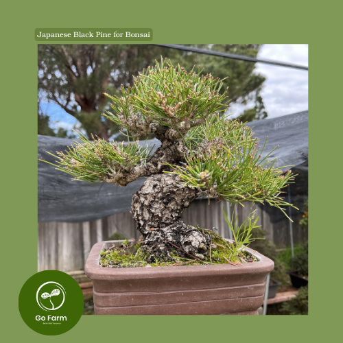 Benih Bibit Japanese Black Pine / Pinus Hitam Jepang (Pinus thunbergii) Exotic Tree for Bonsai 25 bi