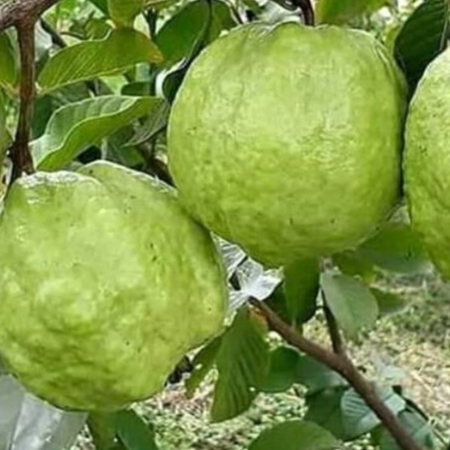 Bibit Jambu Biji Red Diamond Okulasi