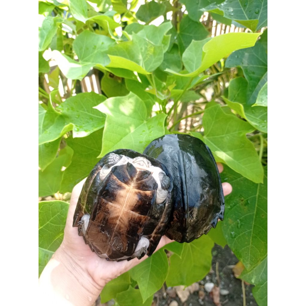 Patung baby kura kura pipi putih silikon, serasa real