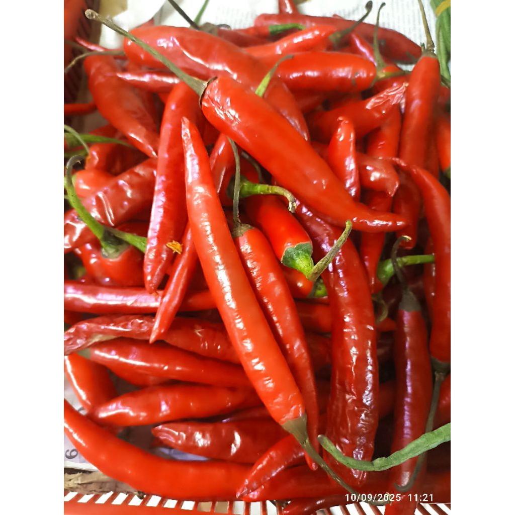 Cabe merah gendut || sayuran cabe gendut