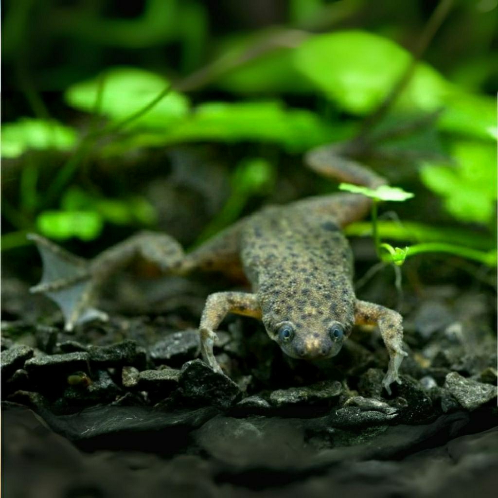 African Dwarf Frog - Anakan(M)