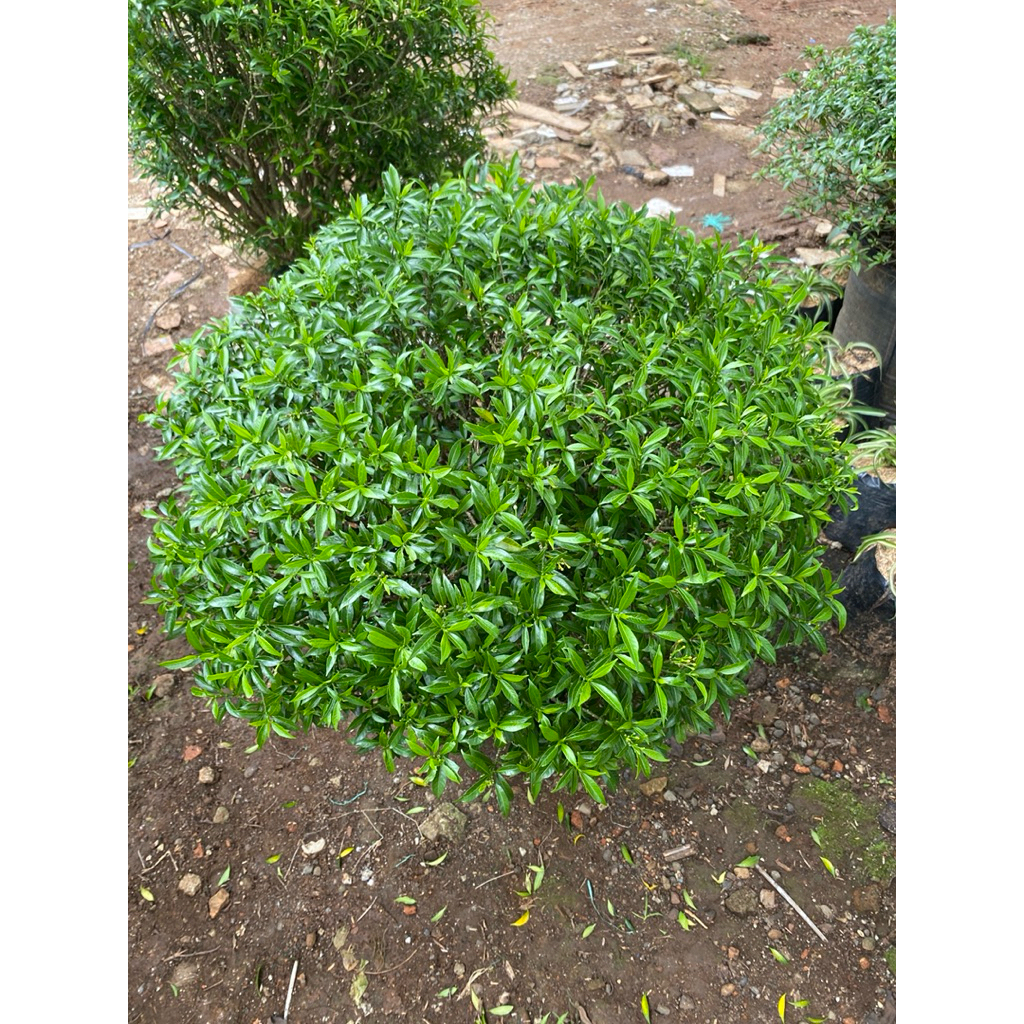 rombusa mini berbunga putih  tinggi 60cm/ rombusa mini tanaman