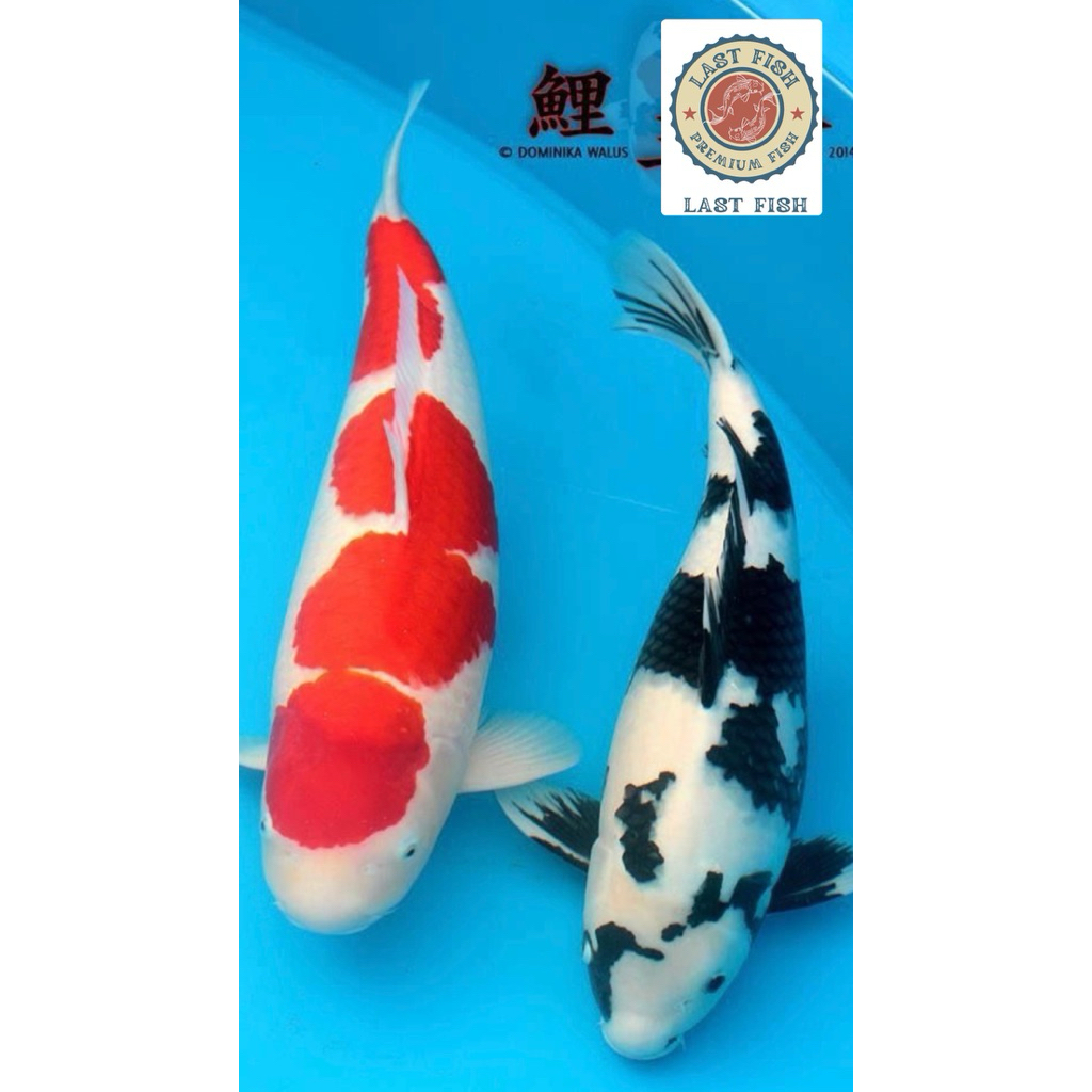 PAKET 2 EKOR KOI SIZE 20-25CM BLITAR SUPER CANTIK GRADE A++