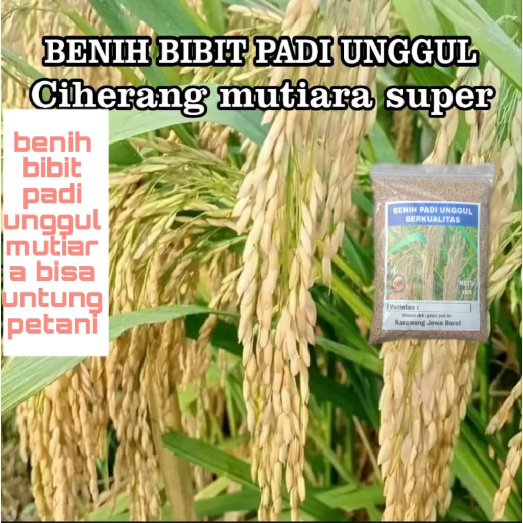 BENIH BIBIT PADI MUTIARA CIHERANG KEMASAN 1KG