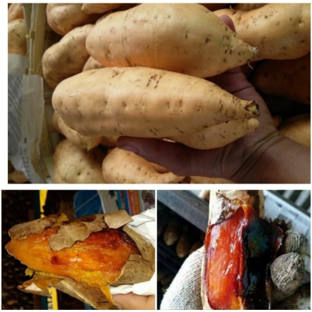 

ubi madu cilembu kemasan 1 kg bisa cod