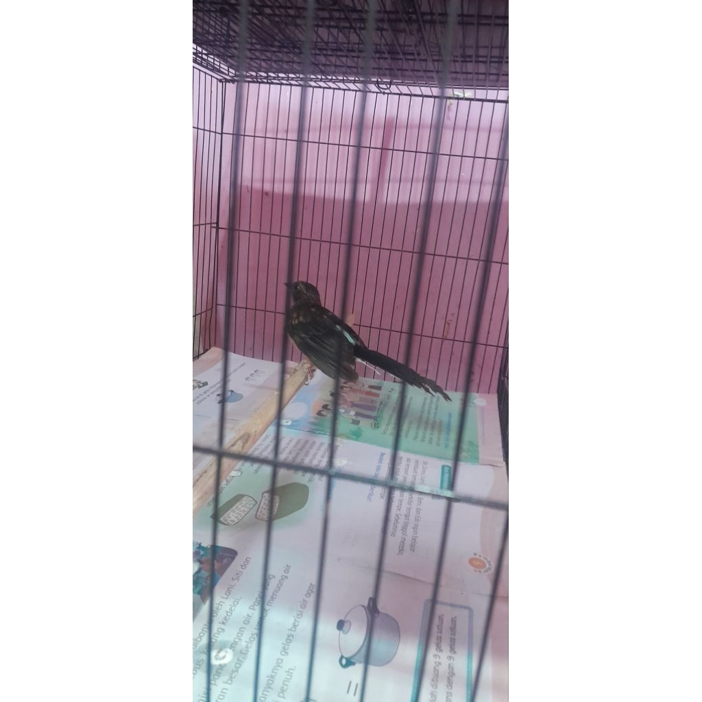 trah murai bety ekor panjang