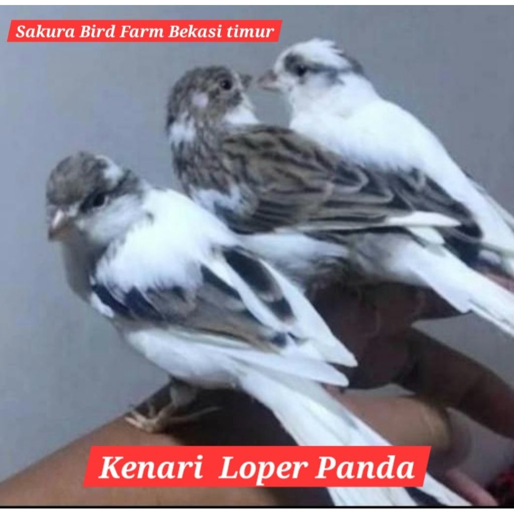 kenari loper panda super A+ jantan body gede bahan.