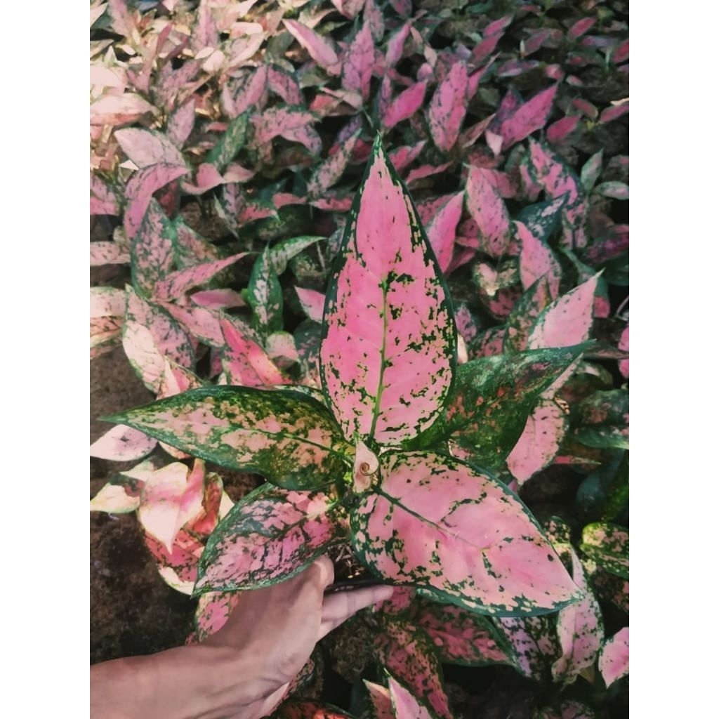 Tanaman Bunga Aglonema Ruby Pink Cristine