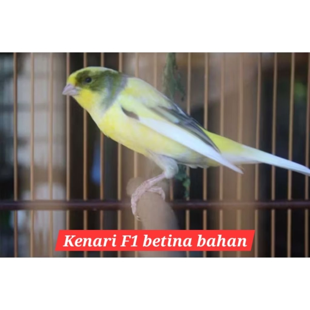 kenari f1 ys jantan super A+ bahan
