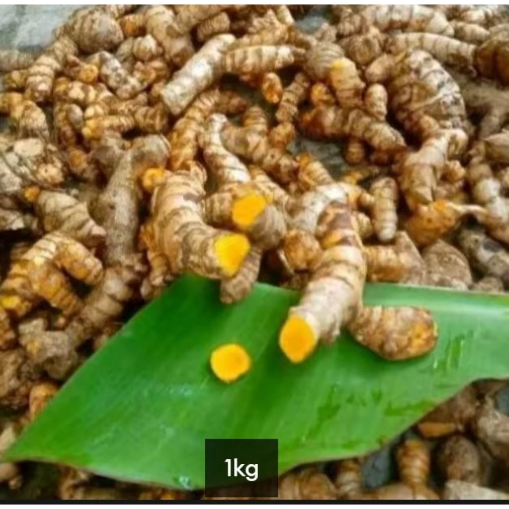 

Temu giring 1 kg temu kuning herbal alami