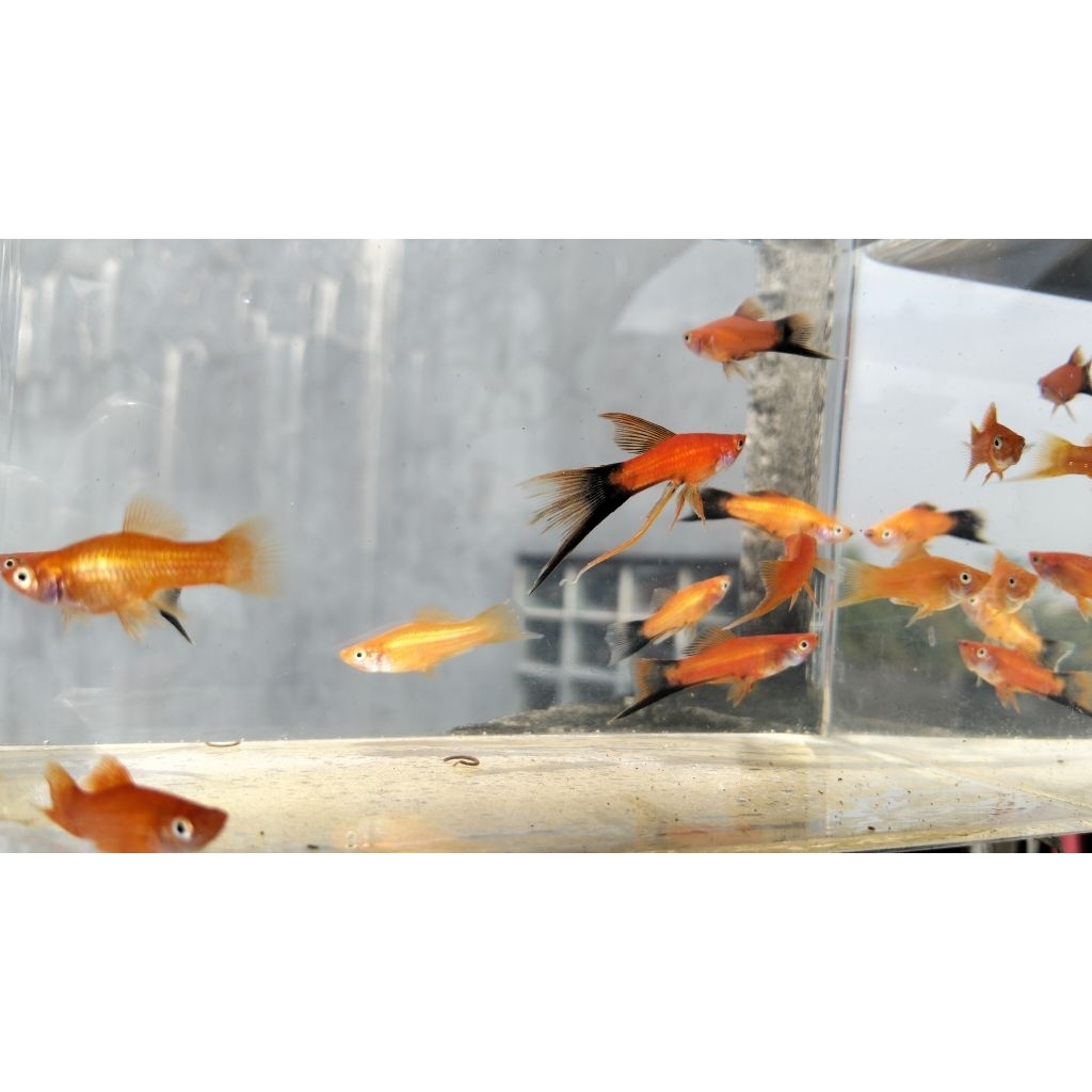 Platy Red Wag Lyretail
