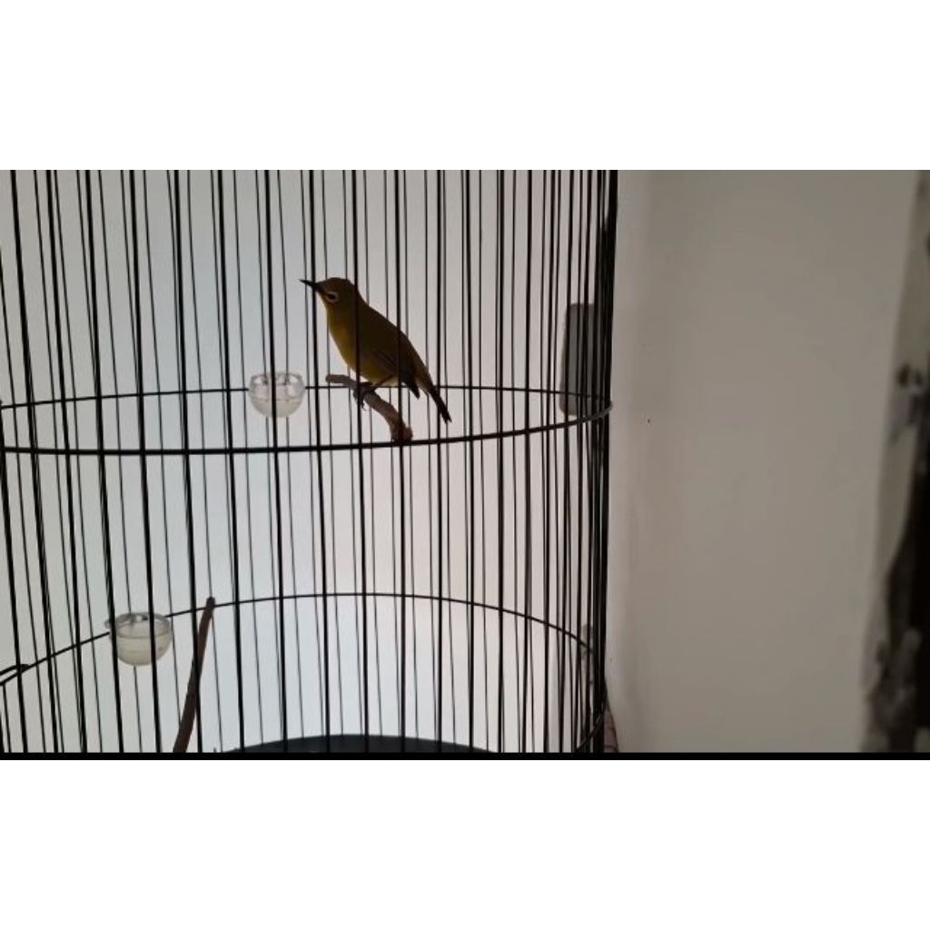 Burung Pleci Dakun Bali Gacor
