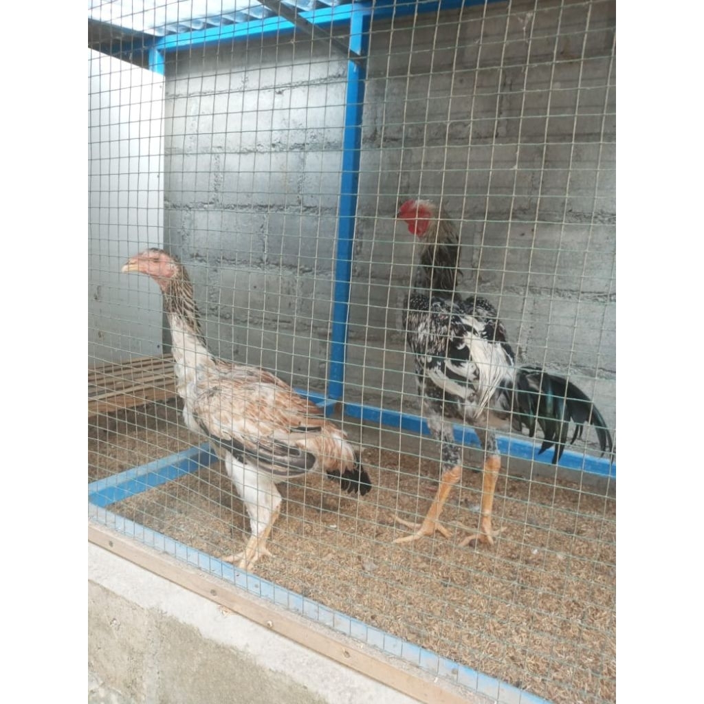 Telur Tetas Ayam Indio Gigante Brazil original