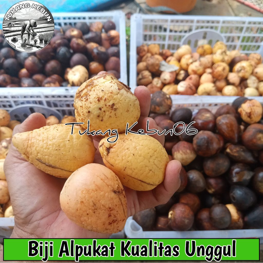 Ready Biji Buah Alpukat Siap Semai Kiloan Sudah Dibersihkan Siap Semai Benih Unggul