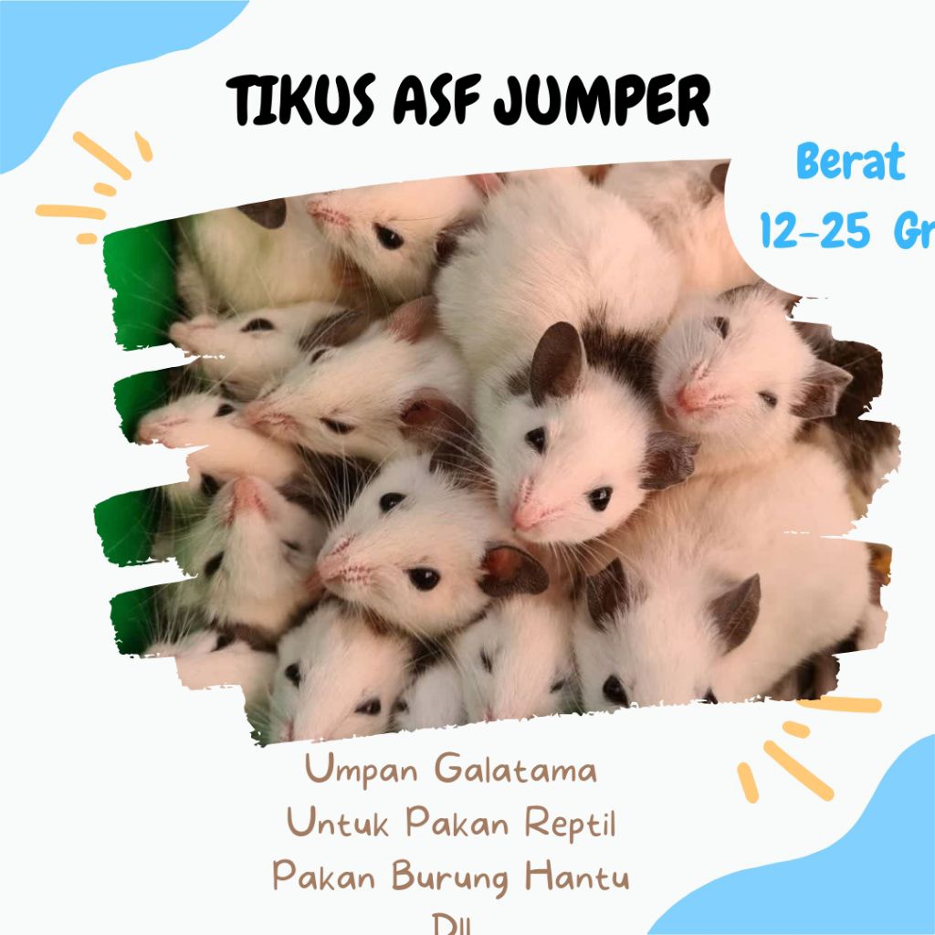 ASF Rat / Tikus ASF Hidup – Pakan Ular Python & Hewan Predator