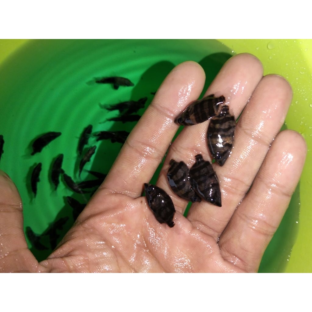 Datz Sumatera Mix Bar3-4CM-+