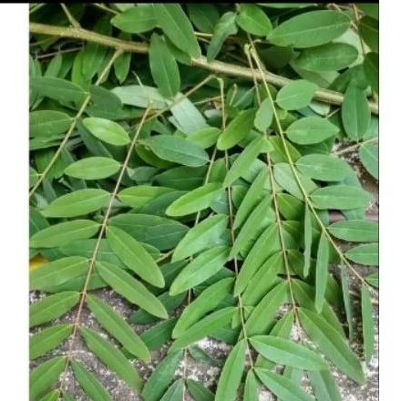 

promo daun Johar organik segar, daun herbal kaya manfaat diambil saat order masuk per250 gram