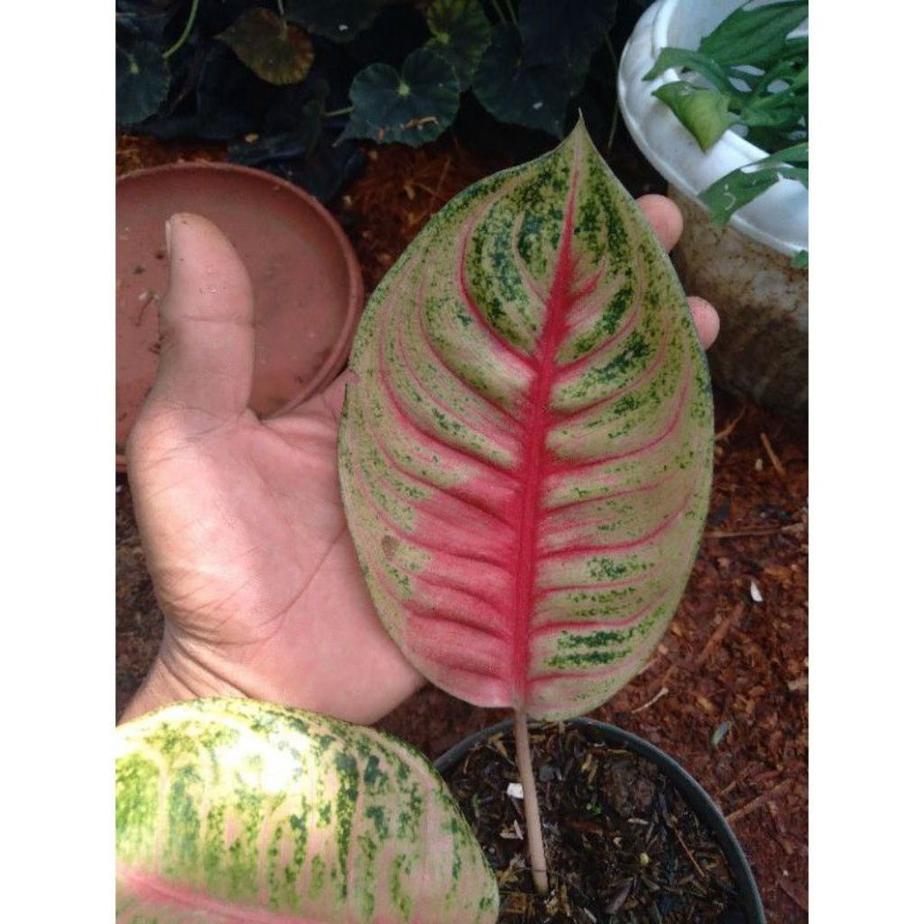 Tanaman hias Aglonema Goliath Merah anakan