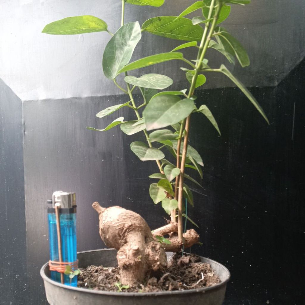 BAHAN BONSAI SANCANG SMALL