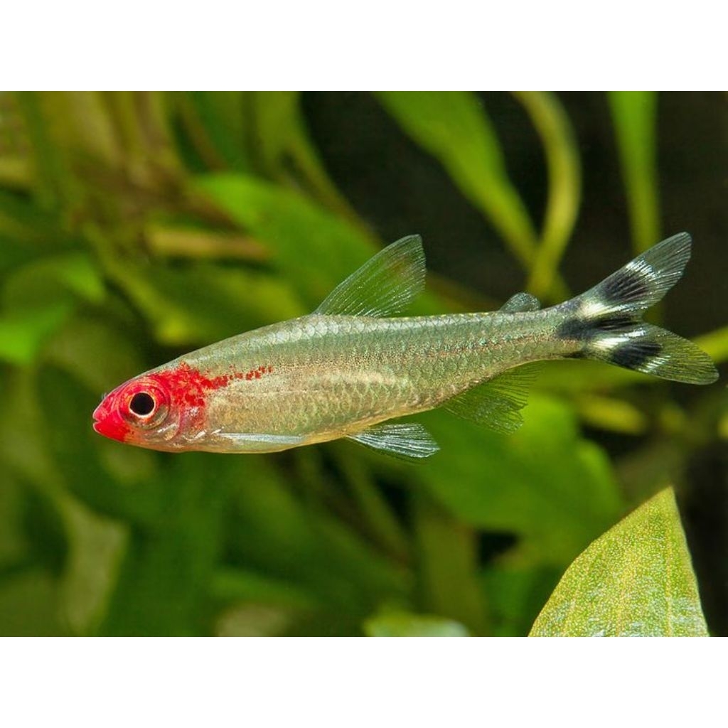 Red Nose Tetra Jumbo 3-3,5cm Ikan Hias Akuarium Aquascape