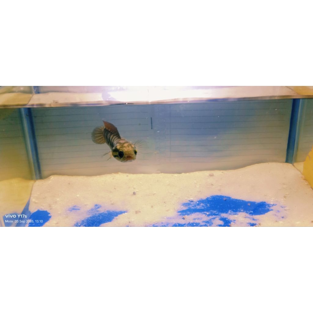 channa asiatica gondrong