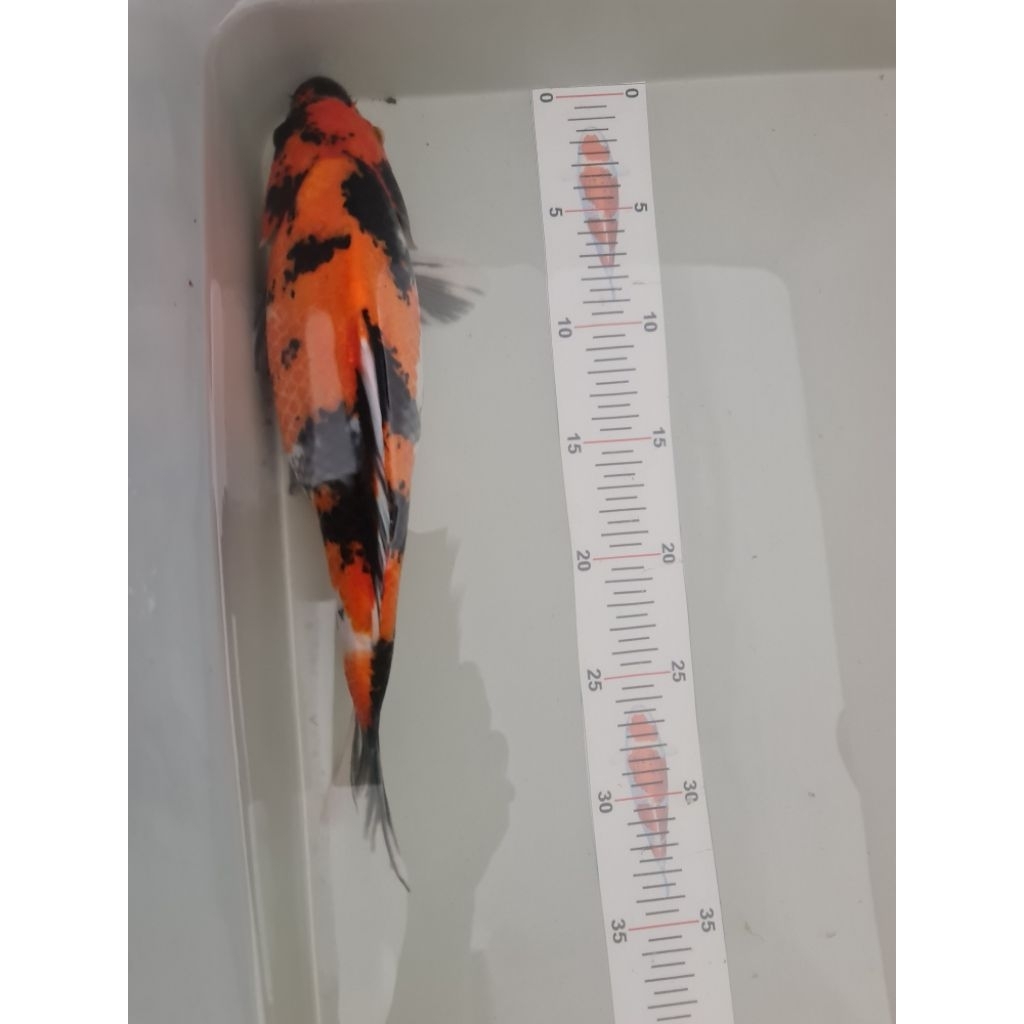 ikan koi Hi Utsuri