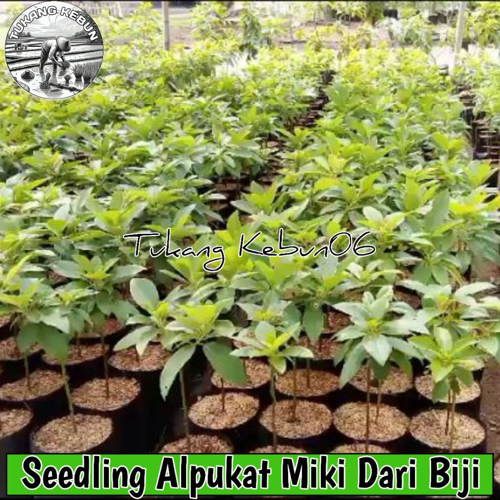 Bibit Alpukat Seedling Bibit Alpukat Miki Seedling Biji Murah Berkualitas Akar Rimbun Siap Grafting 