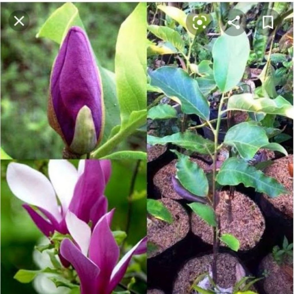 Pohon bunga kantil ungu / Tanaman hias bunga kantil ungu / Pohon kantiL