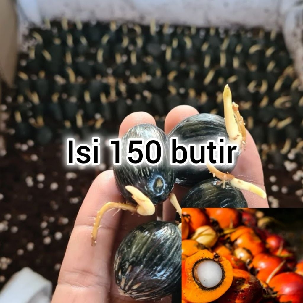 kecambah sawit seu supreme kemasan isi 150 butir