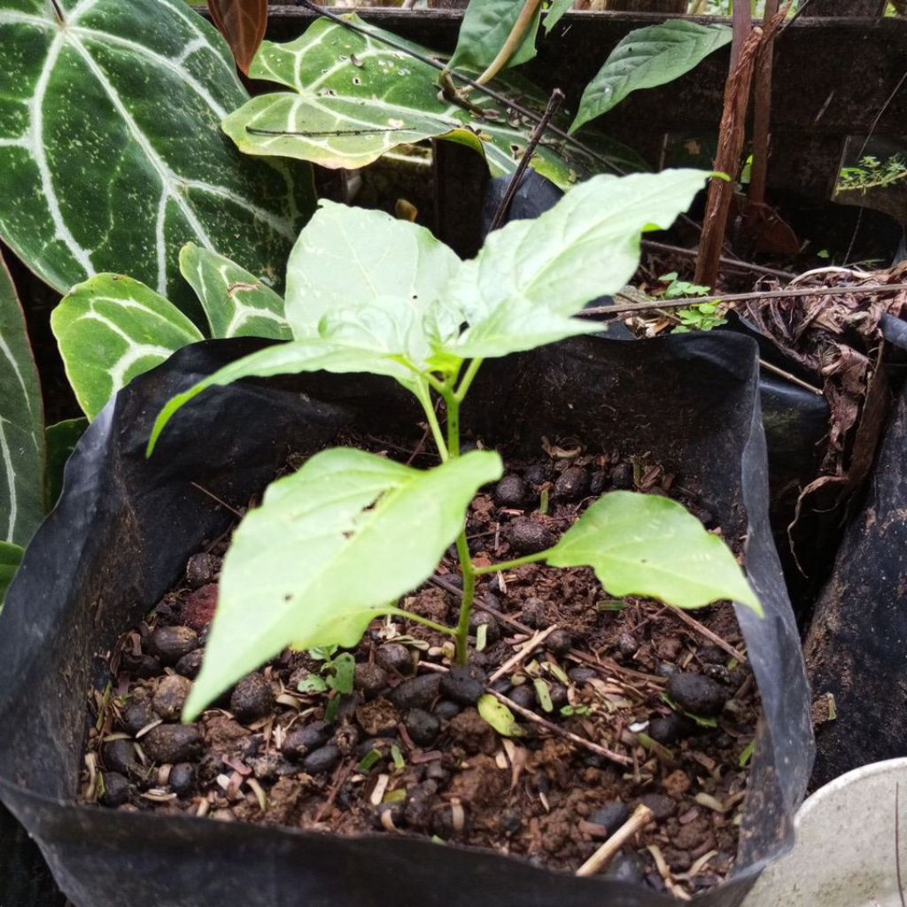 bibit cabe rawit_cengek super