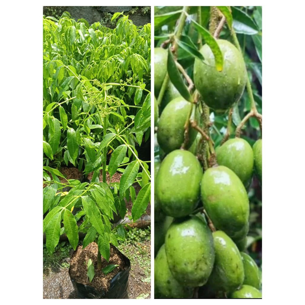 bibit tanaman kedondong