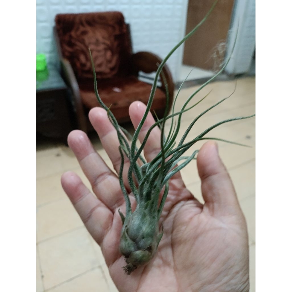 Tillandsia Pruinosa