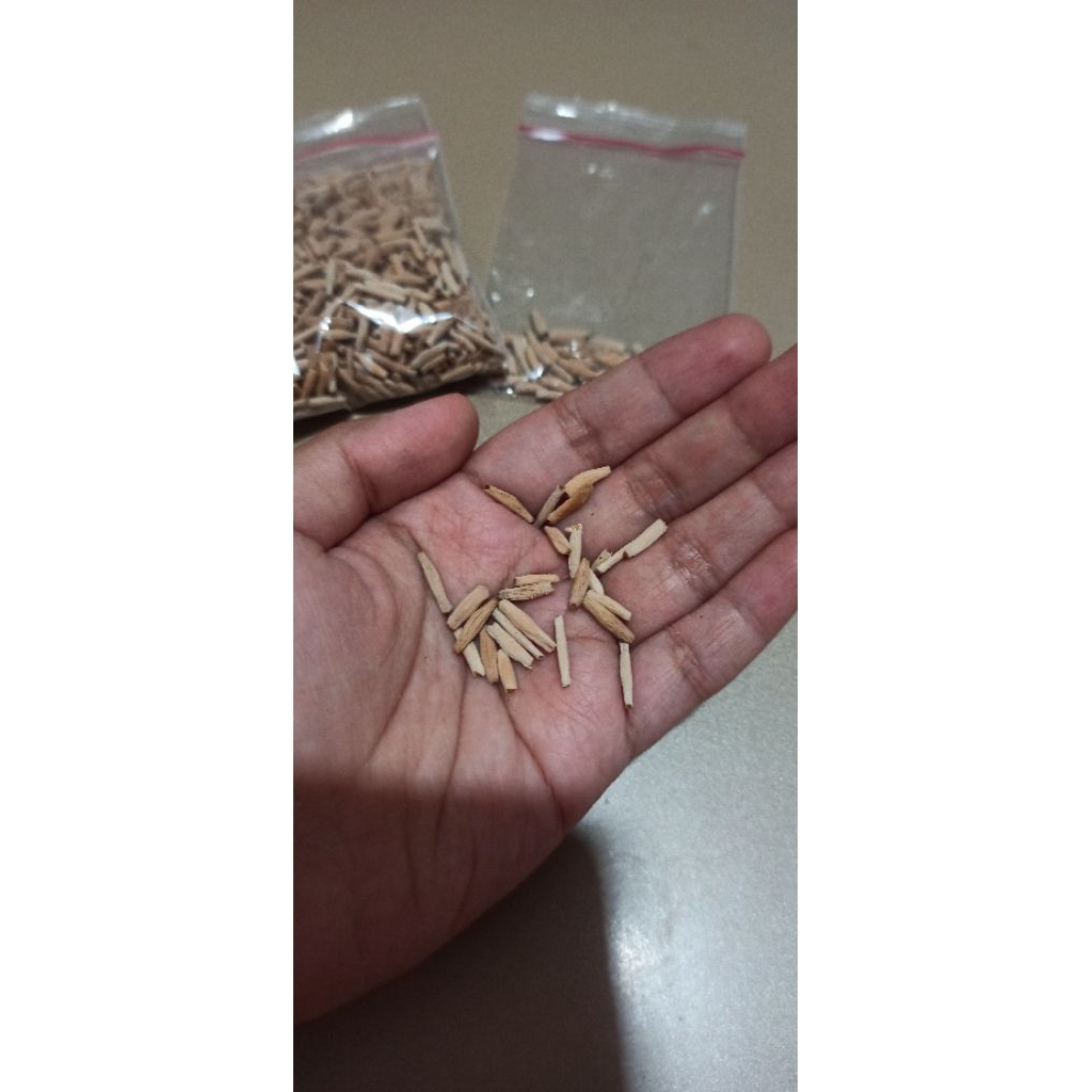 Biji Adenium obesum bunga single mix colour (per biji)